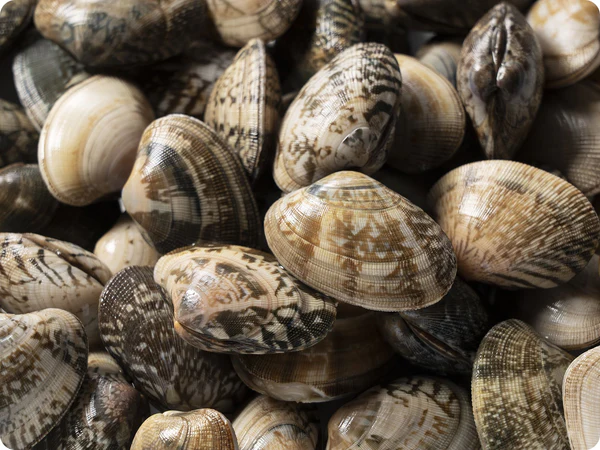 Shellfish